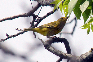 Yellow Warbler